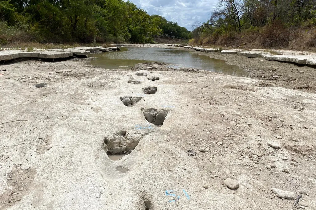 Three-toed dinosaur tracks disappearing into some water