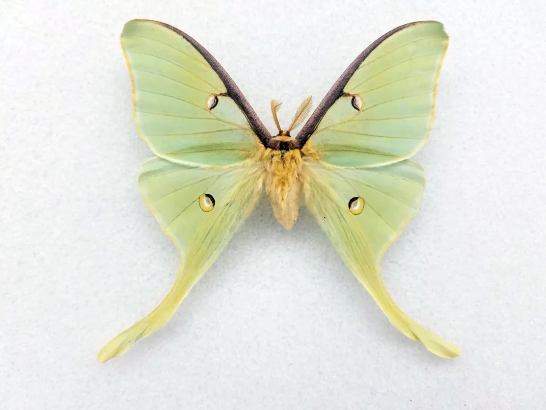 Preserved green and yellow luna moth on white background