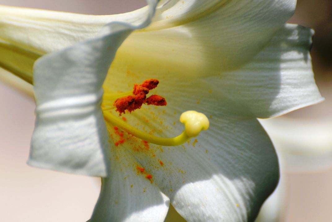 Pollen Dust on Trumpet Lily,Bahrain | Smithsonian Photo Contest ...