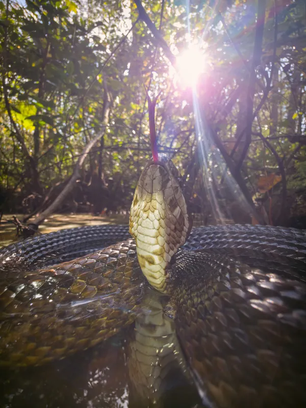 Tongue of the Sun thumbnail