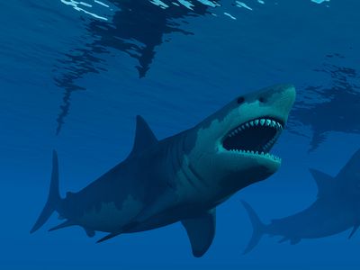 A large number of ancient marine species, including the massive megalodon shark, disappeared in a marine extinction event roughly 2 million years ago. 
