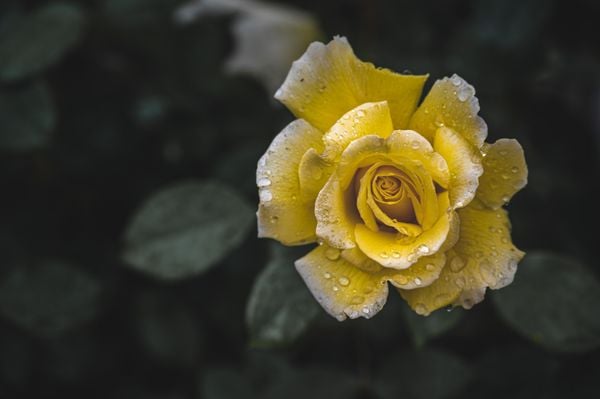 Yellow Rose thumbnail
