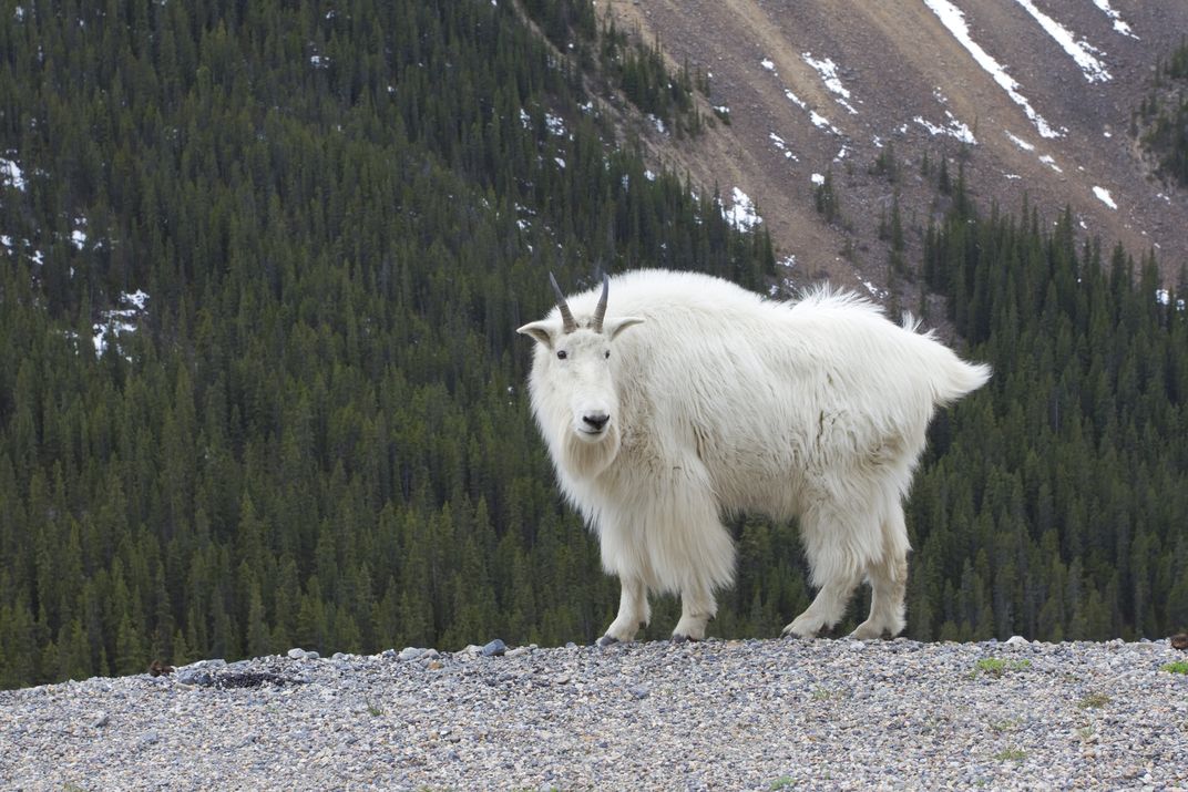 Mountain goat, as seen along Icefields Parkway