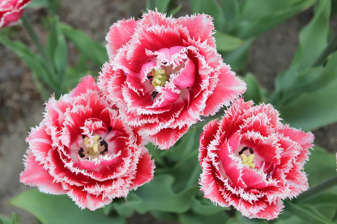 Fringe Tulips