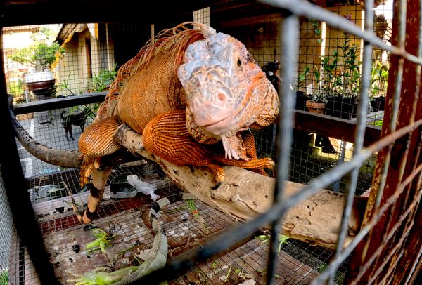 Pet Iguanas, Ubud, Bali thumbnail