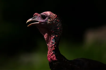 The head of a male turkey is distinguished by the colorful dewlap and caruncles on its neck.