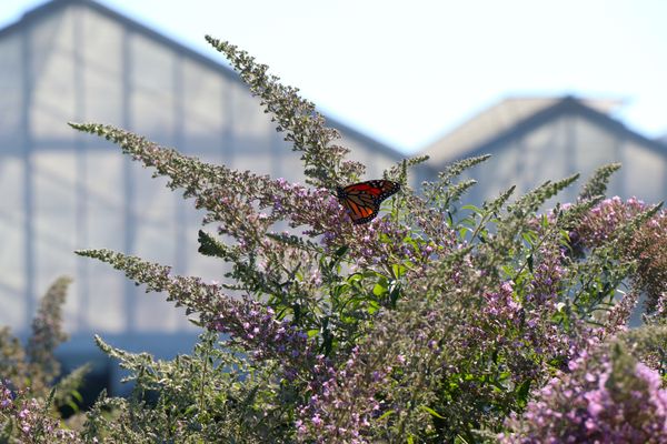 Butterfly and Greenhouse thumbnail