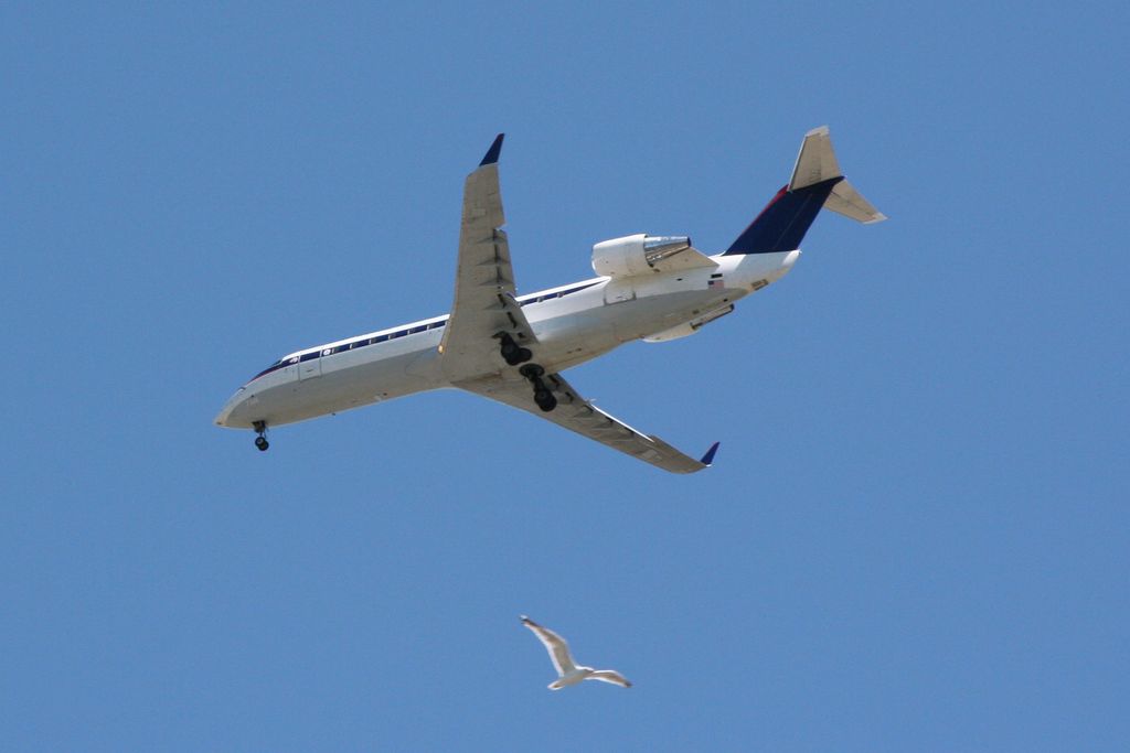 Bird and Airplane