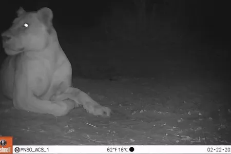 The lioness, photographed by a trail camera in February, is likely around five years old.