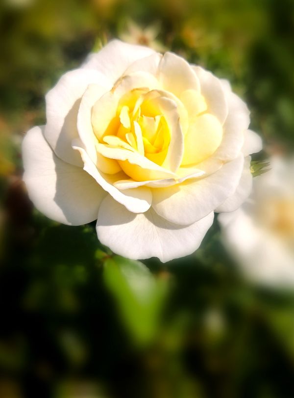 Whispers of Light thumbnail