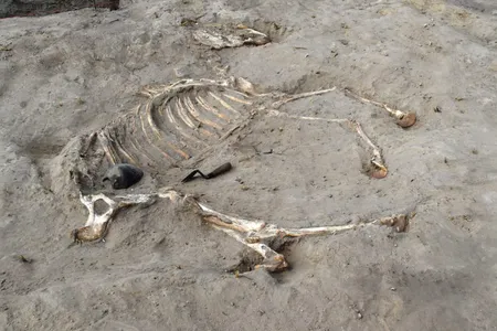 The 3,000-year-old skeleton of an Egyptian horse, believed to have been used in battle, was unearthed from an archaeological site in the Nile River Delta.