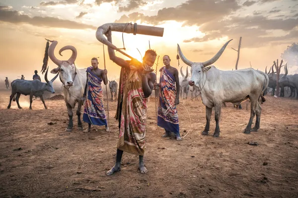 The Evening Cattle Call thumbnail