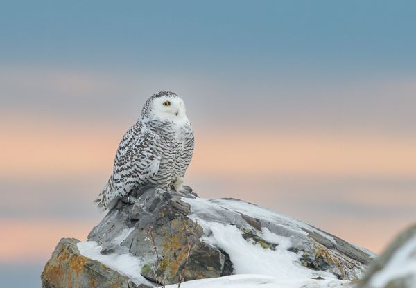 Snowy Owl at Sunset thumbnail