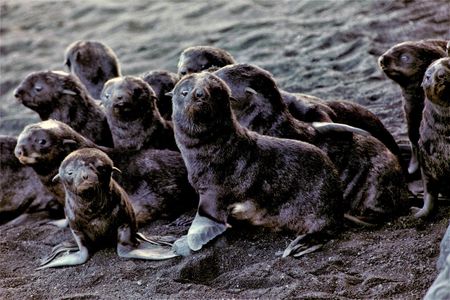 Fur seal pups on Bogoslof Island.

