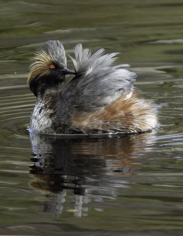 EARED GREBE thumbnail