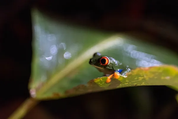 Night frog in Costa Rica thumbnail