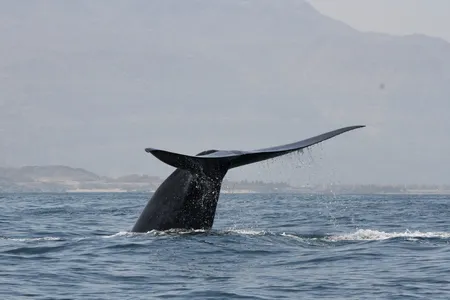 The group’s identification also highlights how much of ocean life—even when it comes to the largest sea creatures—has yet to be discovered.