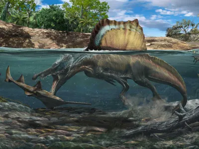 A Spinosaurs hunts a Onchopristis underwater. Dense bones helped the predator swim at depth.