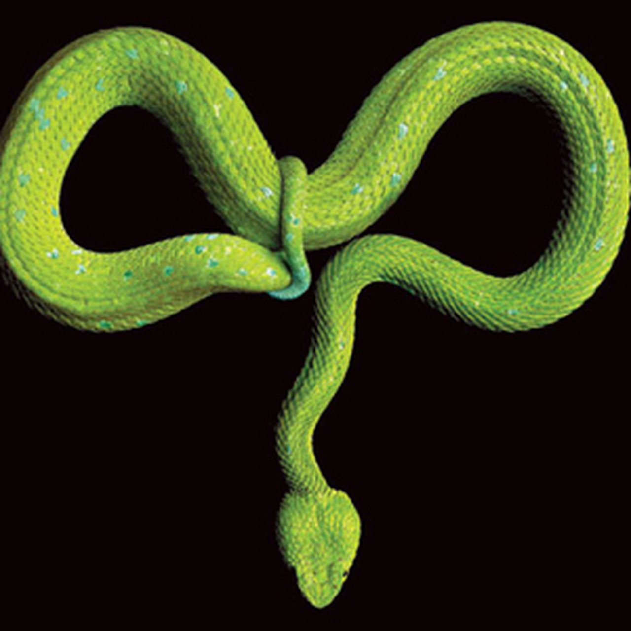 Snakes in a Frame: Mark Laita's Stunning Photographs of Slithering