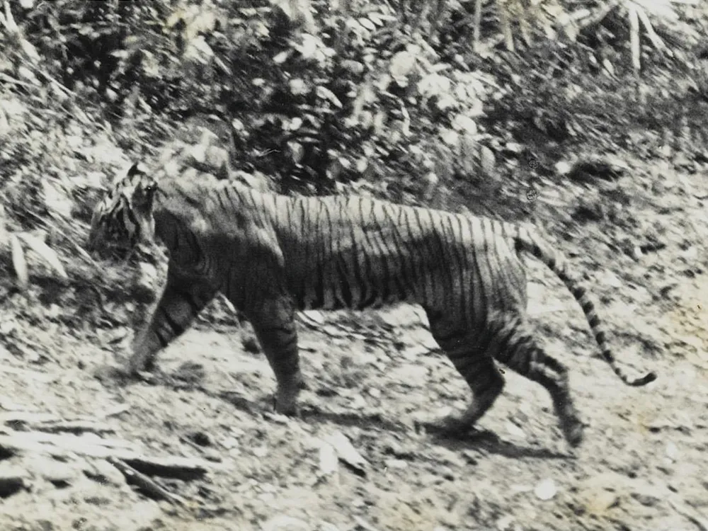 Long Thought Extinct, Javan Tiger May Have Been Spotted in Indonesia |  Smart News| Smithsonian Magazine