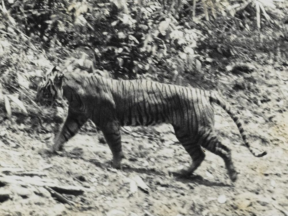 Javan Tiger