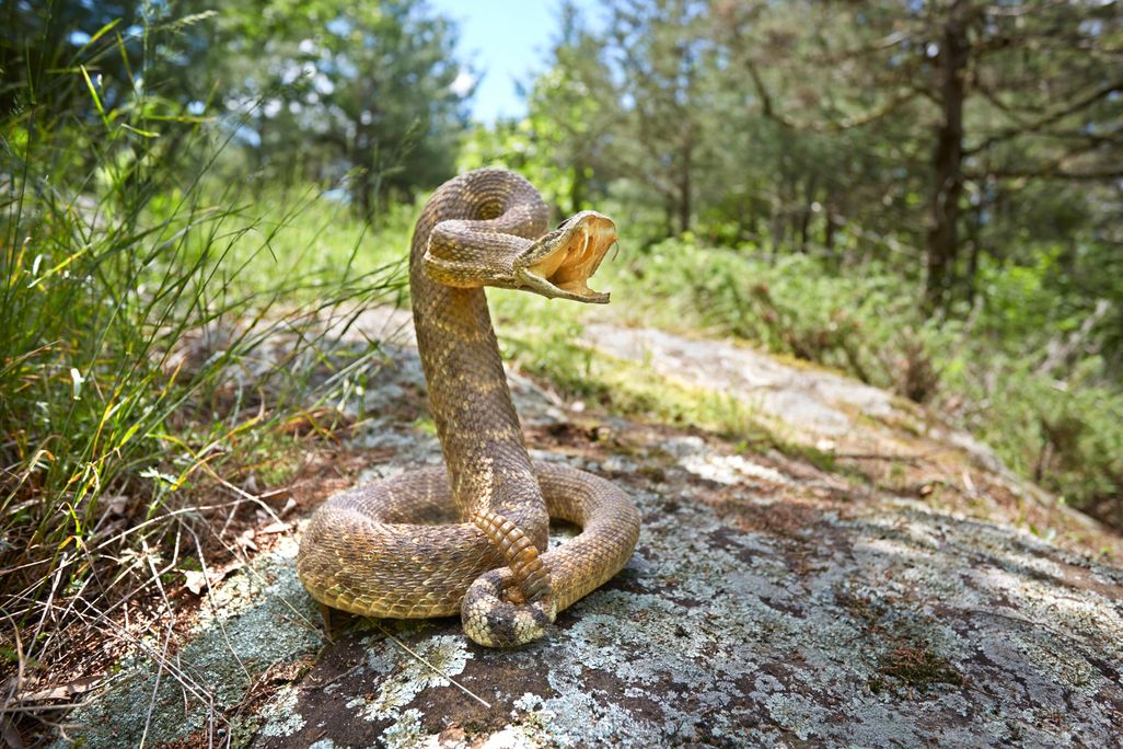 rattler