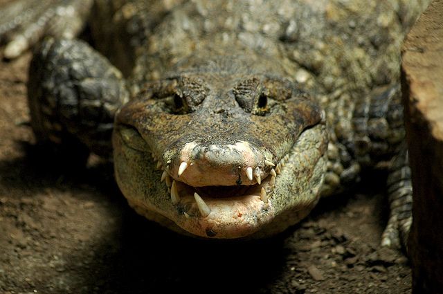 Crocodile And Alligator Jaws Are More Sensitive Than Human Fingertips |  Smart News| Smithsonian Magazine