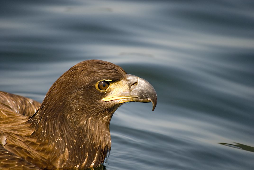 Adolescent Bald Eagle-Boothbay Harbor, ME. | Smithsonian Photo Contest