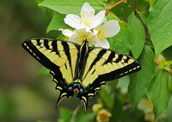 Swallowtail Perfection thumbnail