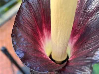 An&nbsp;Amorphophallus gigas&nbsp;plant bloomed at the Brooklyn Botanic Garden in New York on January 24, with hundreds of flowers producing a putrid stench.