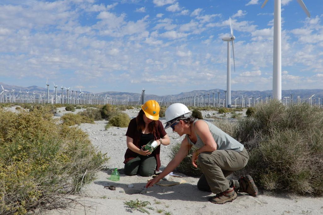 Two researchers wearing hard hats kneel next to a bird carcass found on a wind energy facility
