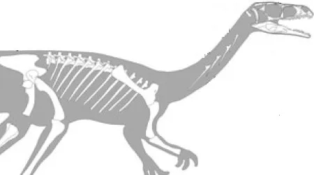 A reconstruction of Pampadromaeus