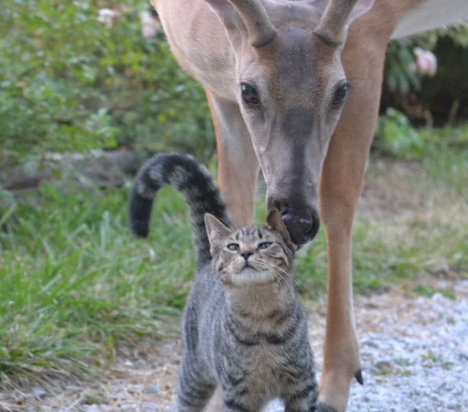 Deer loving on a kitten. The kitten loves when the deer licks him like his mama. Smithsonian