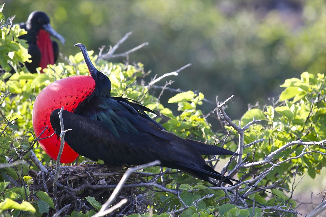 Galapagos Frigate Bird | Smithsonian Photo Contest | Smithsonian Magazine