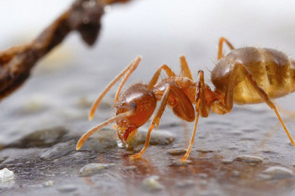 Image of a reddish brown tawny crazy ant with antenna drinking water