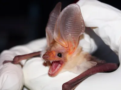 Pallid bats use relatively low-pitched sounds for echolocation, making them better at hunting in open spaces like grasslands. 