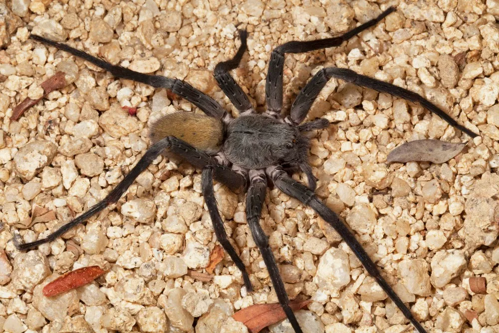 A new spider species from Mexico uses soil particles for camouflage