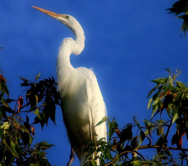 Great Egret in a High Tree thumbnail
