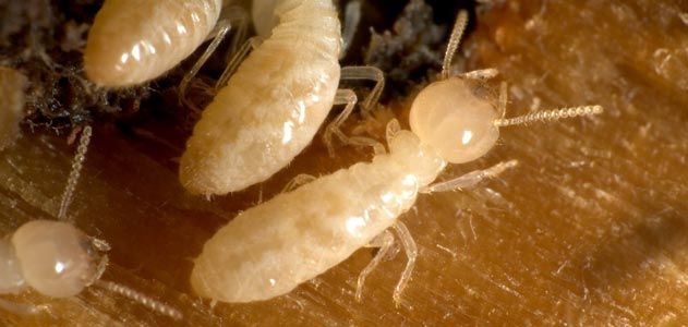 Termite digestion of wood pulp