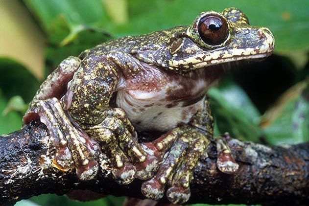 Rabbs fringe limbed treefrog
