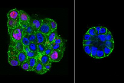 Fluorescence images