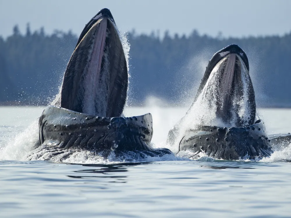 Two humpback whales lunge feed at the surface of the water with mouths open