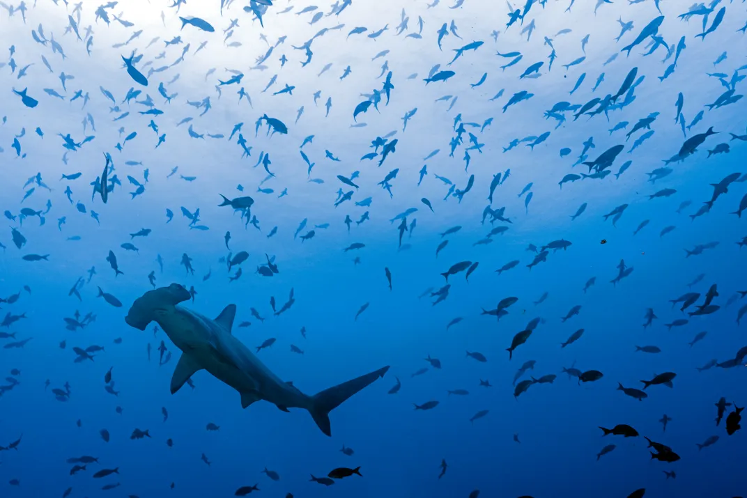 A hammerhead shark swims near little fish