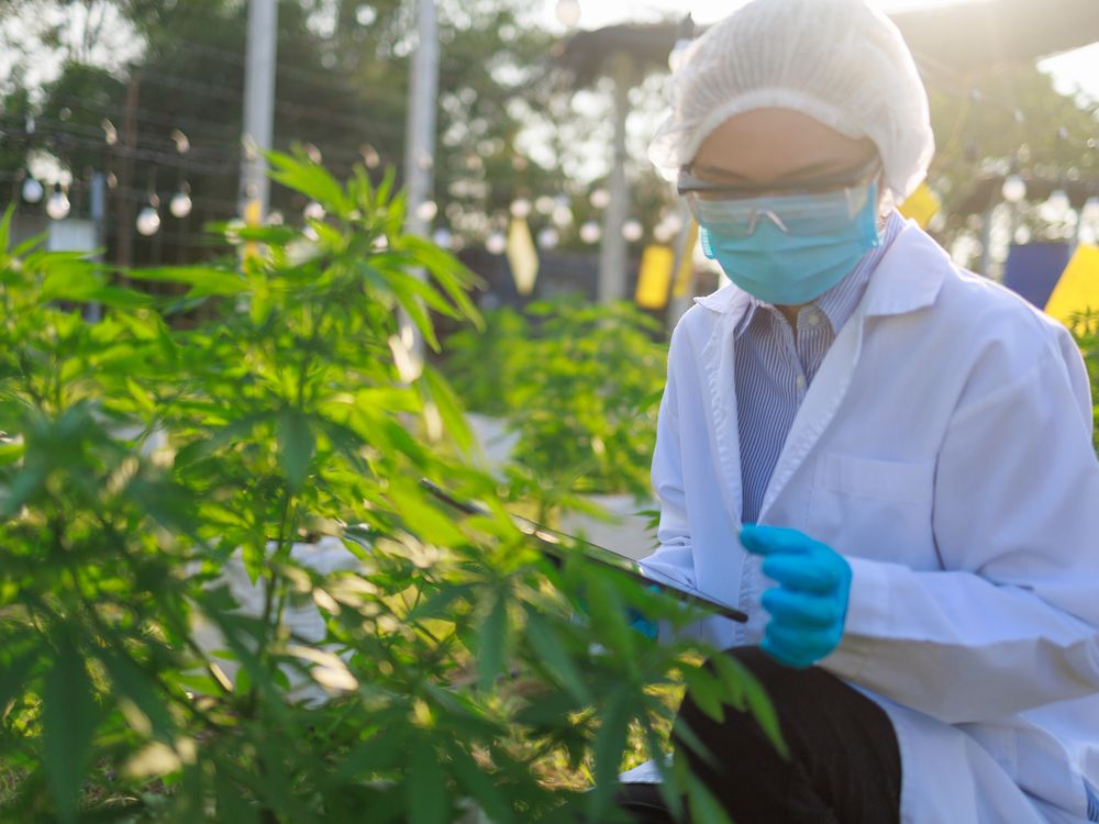 A woman studies marijuana