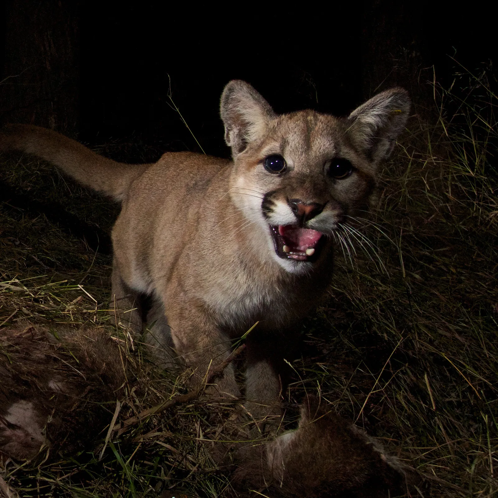 The Real Cougars of Malibu Have Lives Full of Murder, Bad Sex and Poison |  Science| Smithsonian Magazine