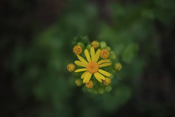 Yellow wild flowers thumbnail