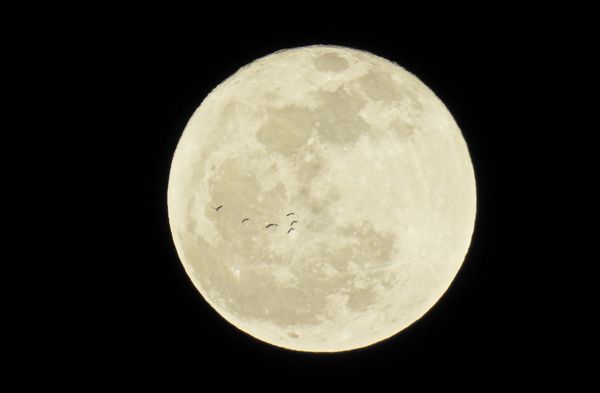 Migratory birds flying across a full moon  thumbnail