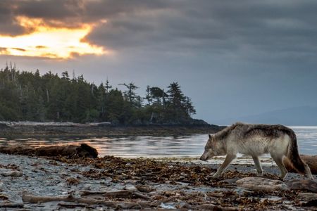 In the 20th century, humans exterminated the gray wolf population of British Columbia’s Vancouver Island, the largest island on the west coast of North America. The animals repopulated the island by the end of the century, and now live side by side with people.