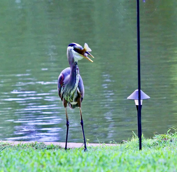 Heron caught himself some breakfast thumbnail