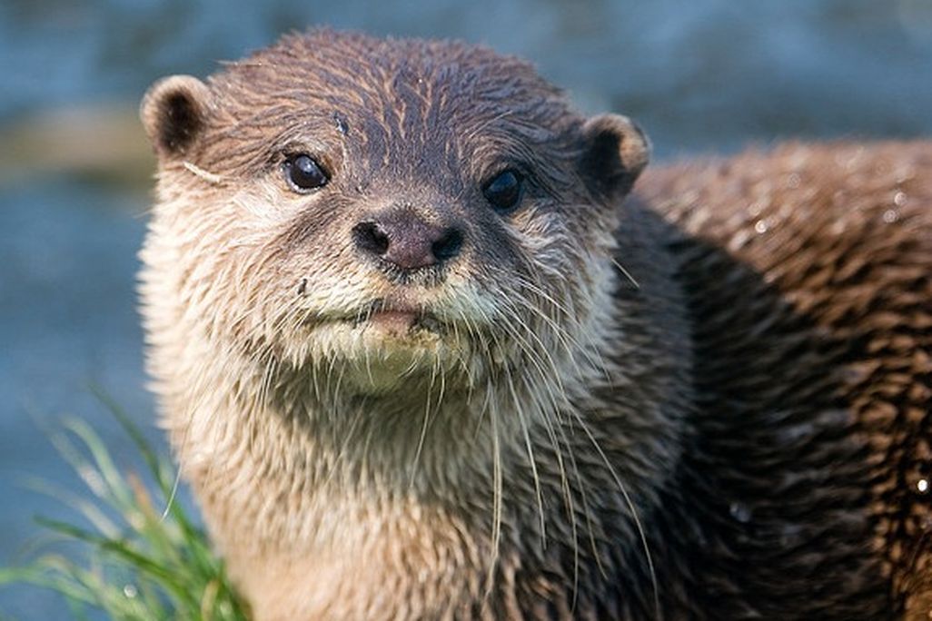 20130225115019otter.jpg